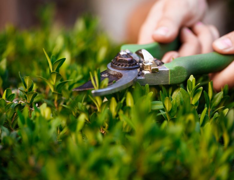Sinflora: il tuo partner ideale per la realizzazione di giardini a Bologna