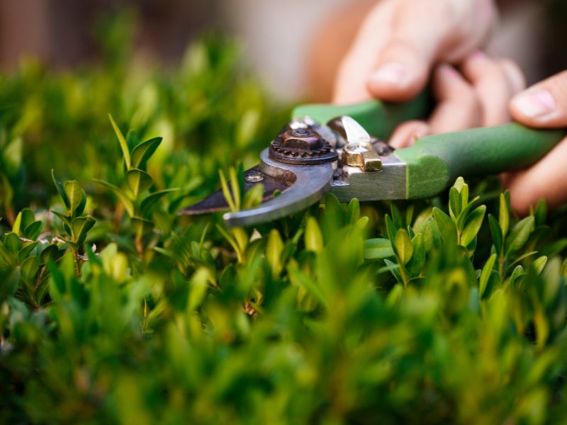 Sinflora: il tuo partner ideale per la realizzazione di giardini a Bologna