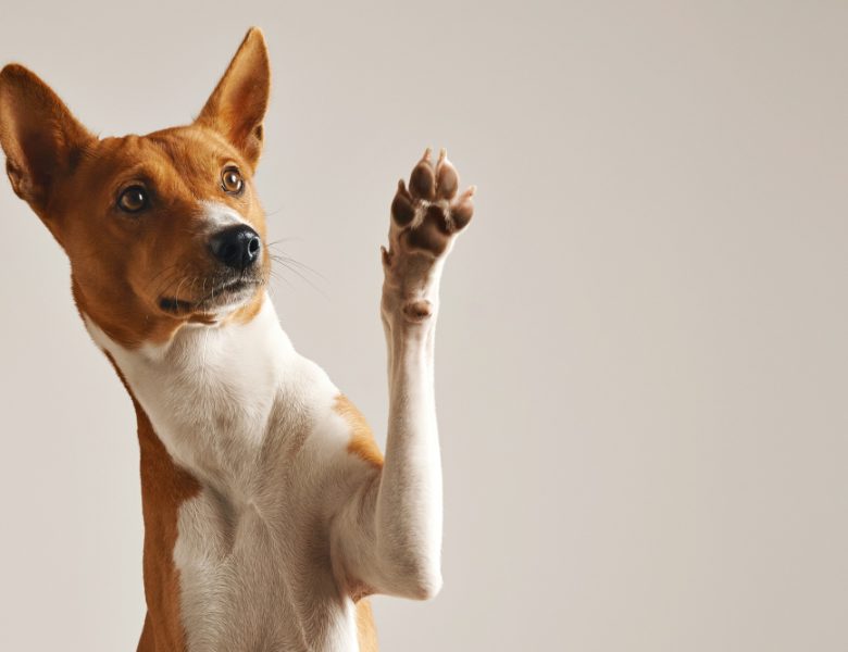 Artrite nel cane: come curarla e migliorare la qualità della vita del tuo amico a quattro zampe