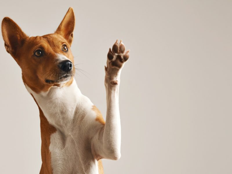 Artrite nel cane: come curarla e migliorare la qualità della vita del tuo amico a quattro zampe