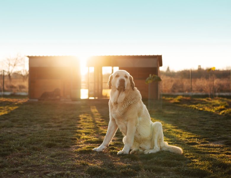 Allevamento Golden Retriever a Napoli: dove nasce l’amico più fedele