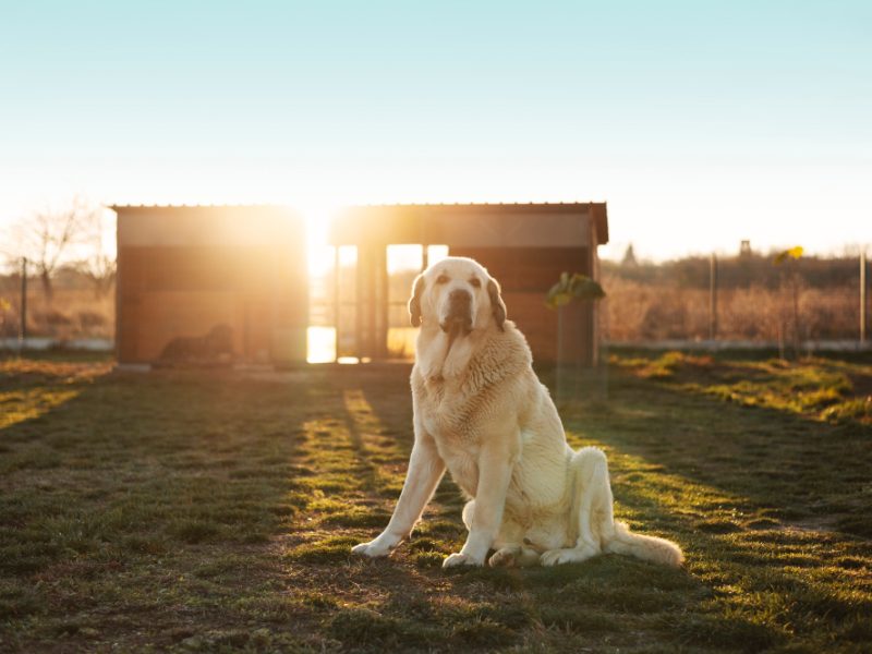 Allevamento Golden Retriever a Napoli: dove nasce l’amico più fedele