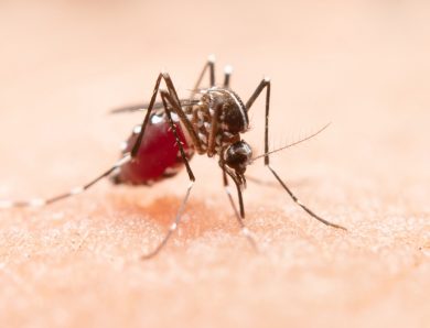 Antiparassitario: protezione indispensabile per i nostri amici animali
