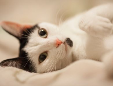 Il disturbo della diarrea gatto: cosa fare