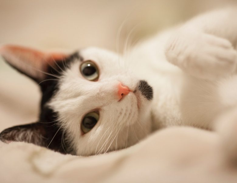 Il disturbo della diarrea gatto: cosa fare