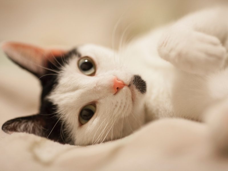 Il disturbo della diarrea gatto: cosa fare