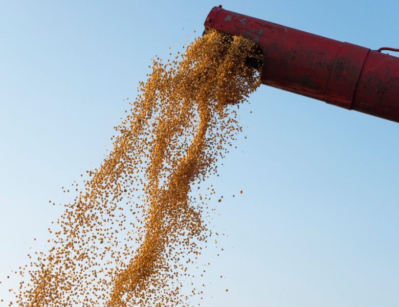 Produzione cereali zootecnici: perché è importante affidarsi a specialisti