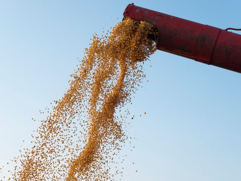 Produzione cereali zootecnici: perché è importante affidarsi a specialisti